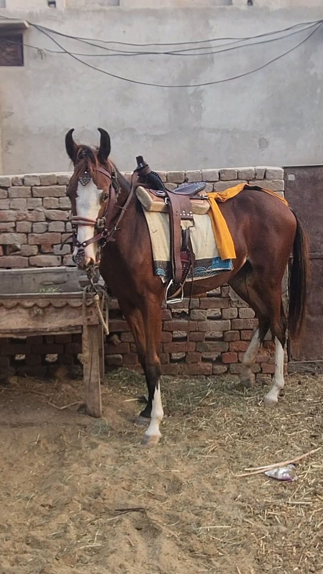 Horse for Sale in Pakistan