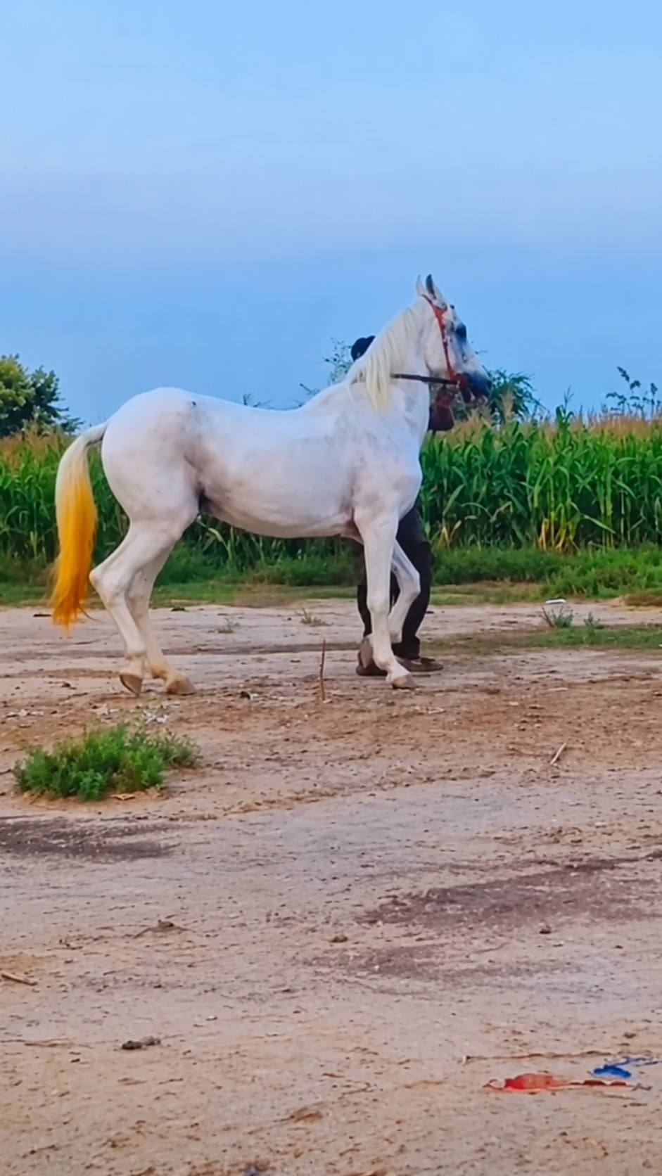 Horse for Sale in Pakistan