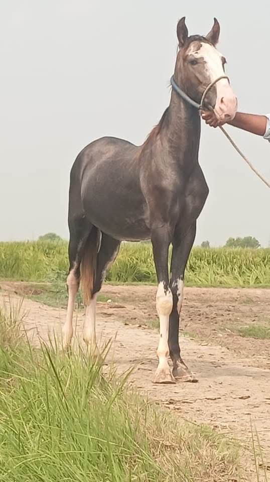 Horse for Sale in Pakistan