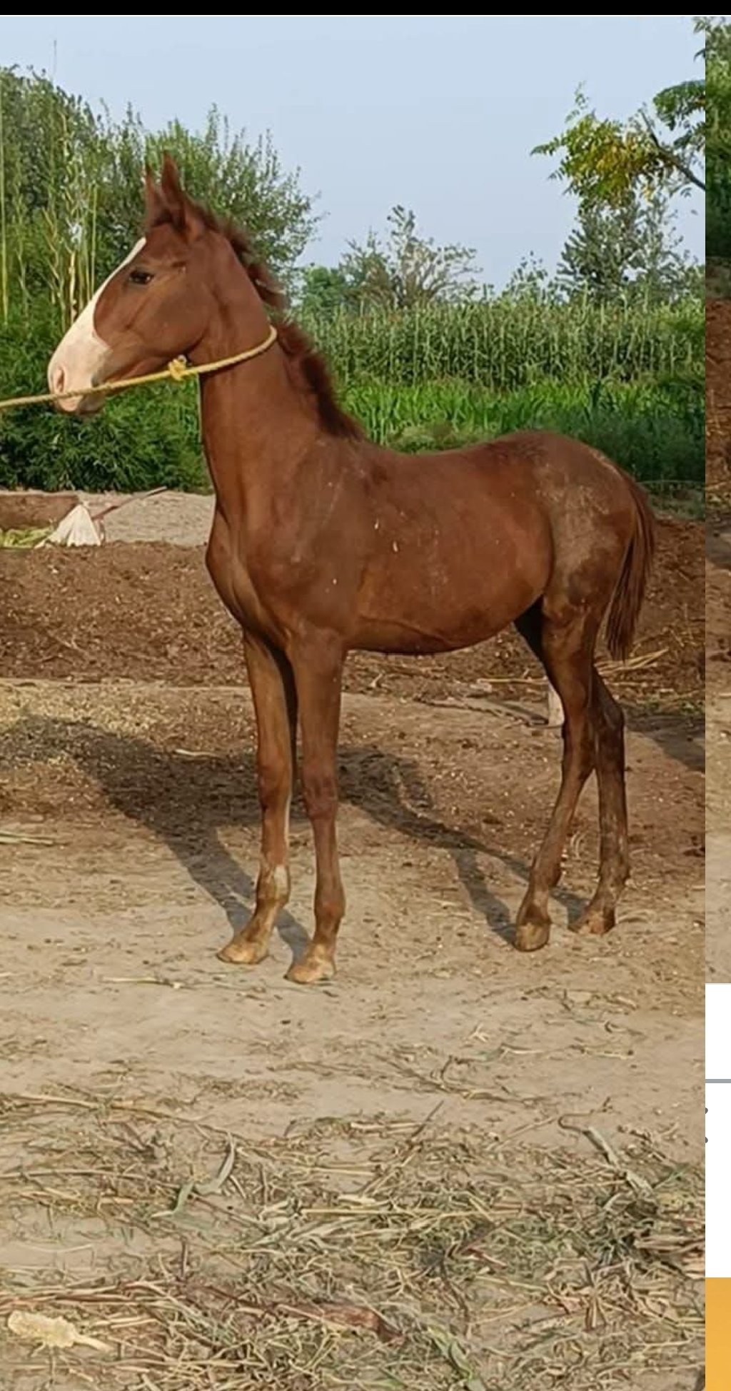 Horse for Sale in Pakistan