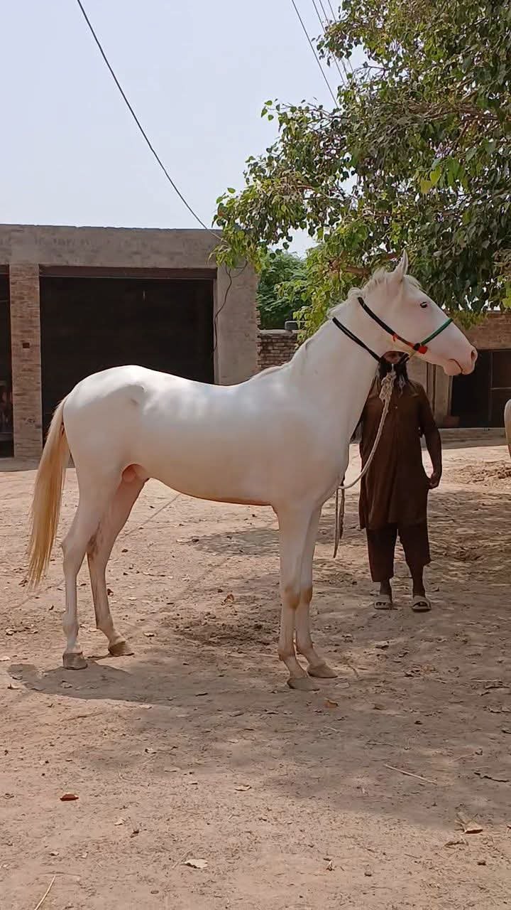Nawab Ravi Nukra Horse for Sale in Pakistan