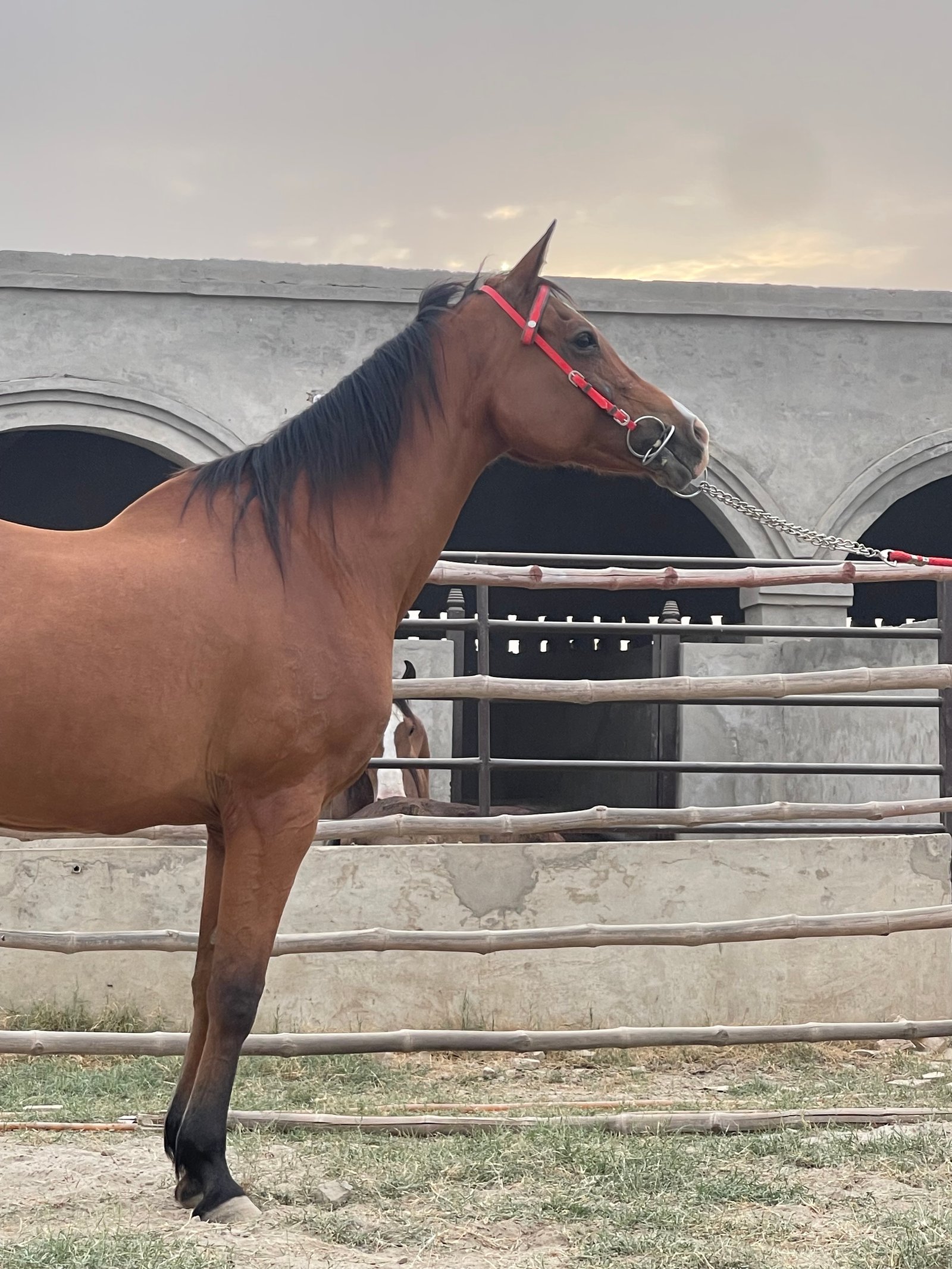 Pure Arabian Mare  (ORLAN SEHAR )