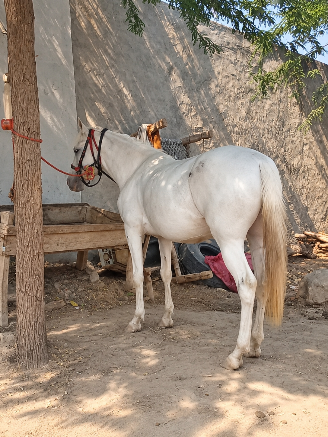 Horse for Sale in Pakistan