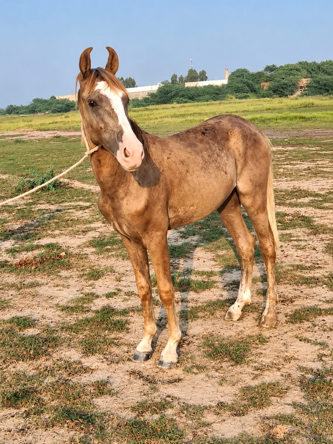 Beautiful Wichera Horse for Sale in Pakistan no