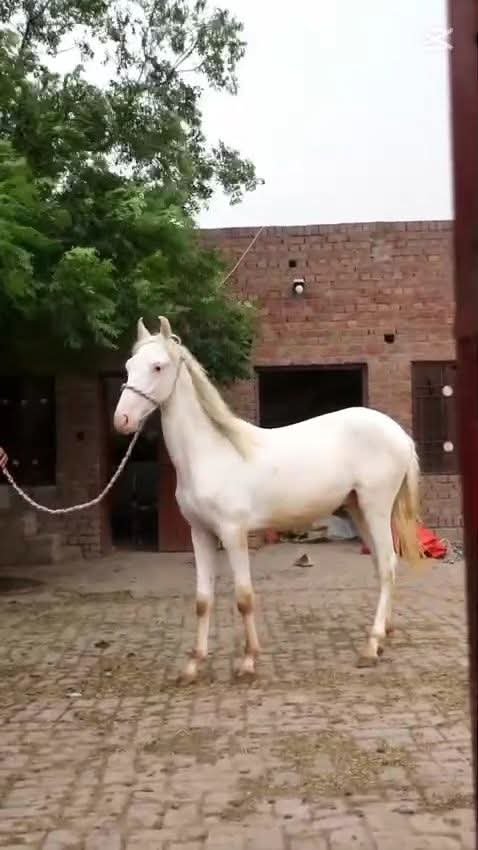 Horse for Sale in Pakistan
