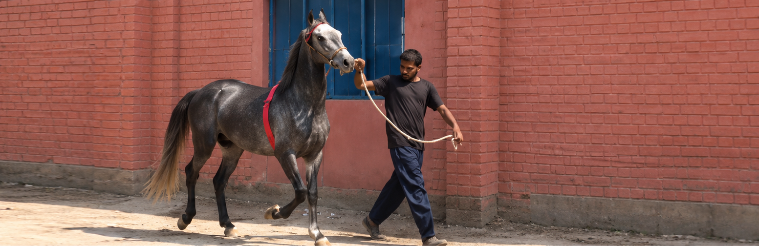 Horse for sale in Pakistan