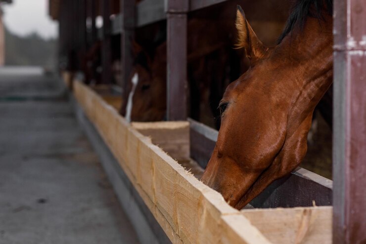 Pak horses